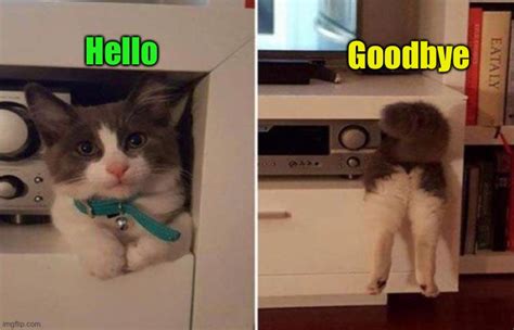 Goodbye Cat Meme Photos Cantik