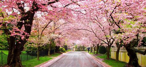 Keenwood Cherry Blossoms Cherry Blossom Wallpaper Flowering Trees
