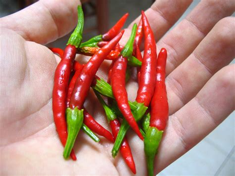 Maybe you would like to learn more about one of these? -Chiles - Vallarta Eats Food Tours