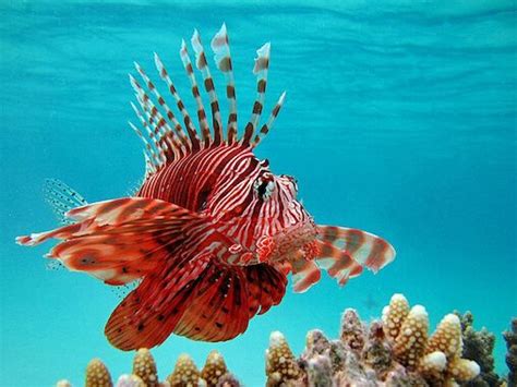 Interesting Facts About Red Lionfish Unique Fish Photo