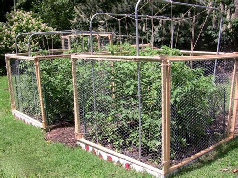 10 Squirrel Deterrents To Protect Your Tomatoes