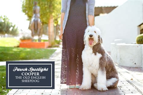 Arizona Pet Photographer Pawsh Spotlight Cooper And Kira Dedecker