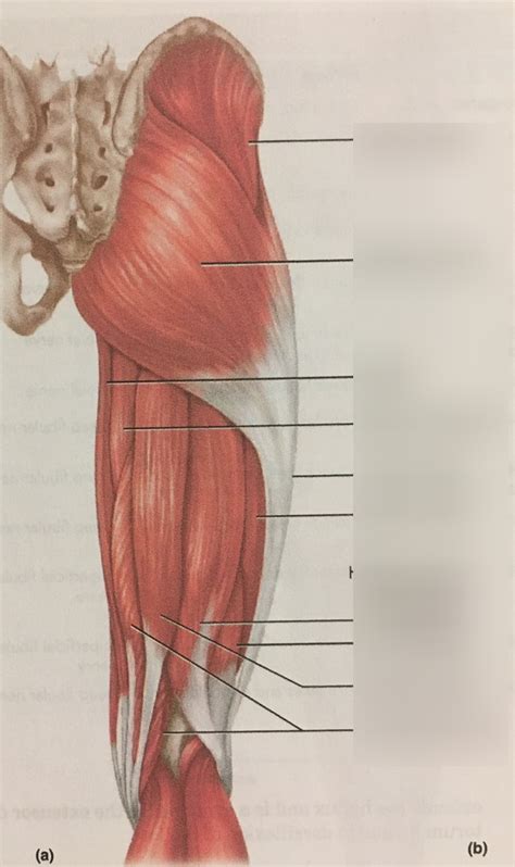 Muscles Of The Right Thigh Posterior View Diagram Quizlet