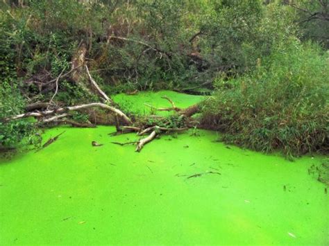 Causes Effects And Solutions To Algal Bloom On Aquatic Ecosystems