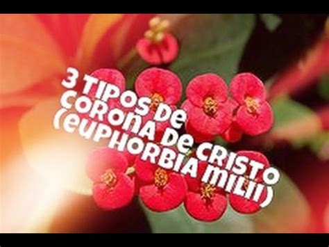 Corona de cristo planta mala suerte. La Planta Corona De Cristo Trae Mala Suerte - Plantă Blog