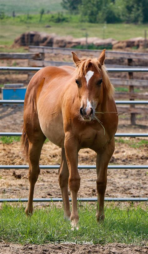 Hanna Rey Chex 2022 Aqha Sorrel Filly For Sale