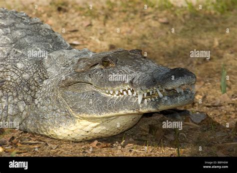 Morelets Crocodile Crocodylus Moreletii Endangered Hi Res Stock