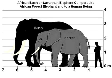 History International Ivory Trade On African Elephants International