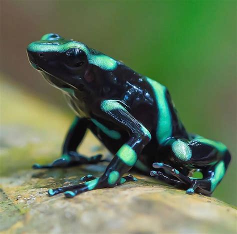 Green And Black Poison Dart Frog Poison Dart Frogs Dart Frog Frog