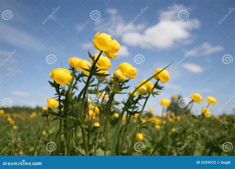 Yellow Flowers On Meadow Stock Photo Image Of Field Vacation 5339572