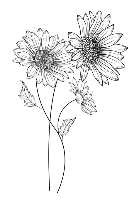 Daisy Flower Outline Daisy Line Art Line Drawing Chamomile Outline