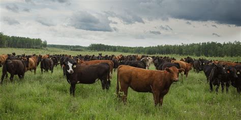 Canadas Cattle Inventory Shows Alberta Has More Cows Than People Narcity