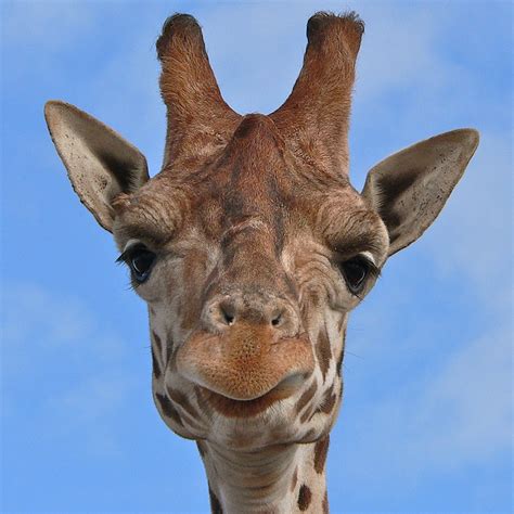 Giraffe Close High Up Flickr Photo Sharing