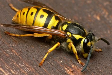 Wasps Pestcall