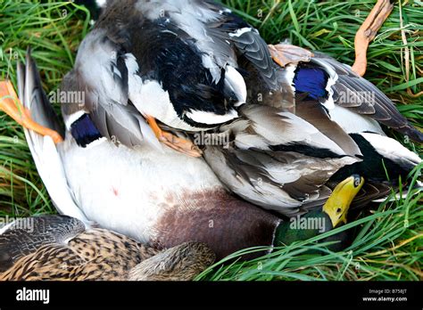 Ssurvivor Dead Mallard Duck Pictures
