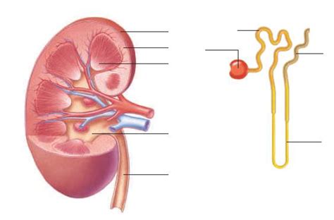 Label The Parts Of This Kidney And Nephron Bartleby