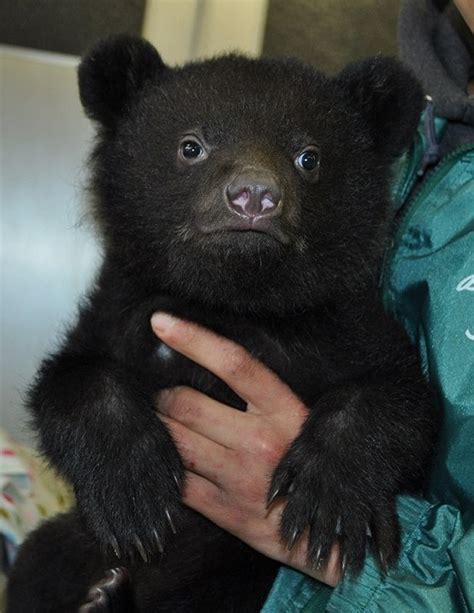 Bear Park Sees Record Number Of Asian Black Bear Births The Mainichi