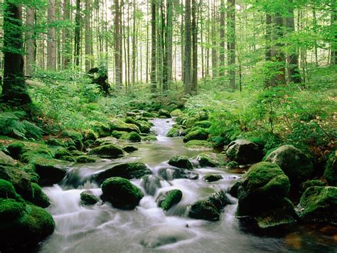 Forest Stream Pictures Wallpaper 1600x1200 5711