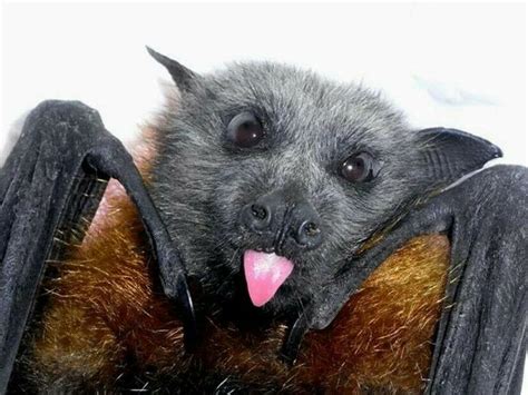 Sassy Bat Cute Bat Cute Animals Animals Beautiful