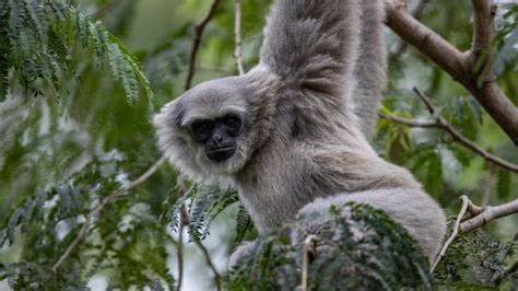 Javan Gibbon Escapes Enclosure With Big Swing At Perth Zoo 7news