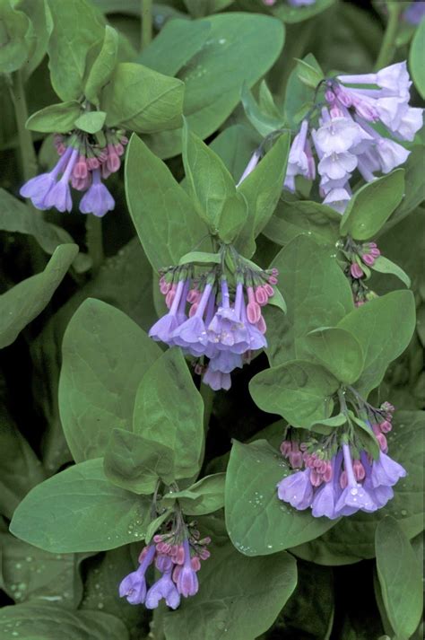 Kentucky Native Plant And Wildlife Plant Of The Week Virginia