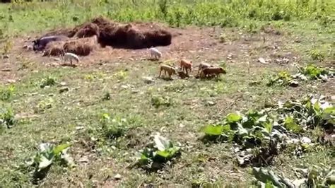 Mama Pig Gathering Her Piglets The Piggery Youtube