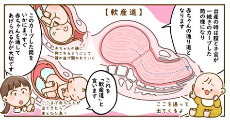 Vol 8Q楽なお産 安産 に軟産道膣などは関係あるの 妊娠と子宮の変化はどうなっているの 小川クリニック