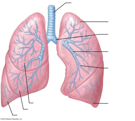 Lung Anterior View Diagram Quizlet
