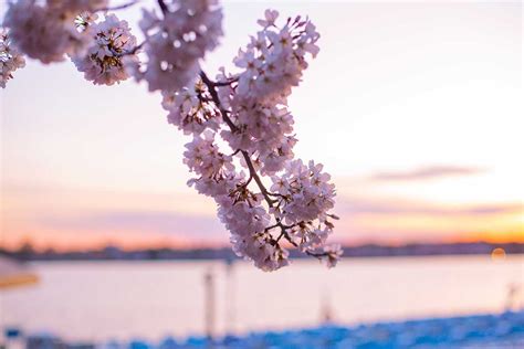 6 Hotels Perfect For A National Cherry Blossom Festival