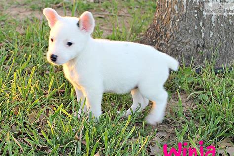 Australian Cattle Dogblue Heeler Puppy For Sale Near