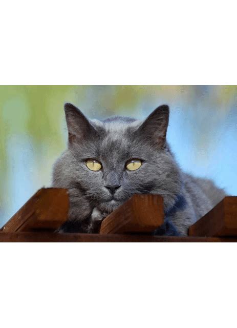 cat portrait quilt top complete album on imgur