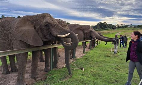 Knysna Elephant Park More Than A Tourist Destination