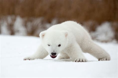 Angry Polar Bear Cub Bored Panda