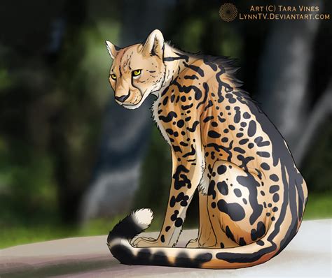 King Cheetah By Lynntv On Deviantart