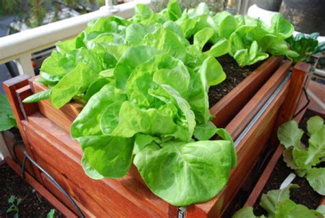 How To Grow Lettuce Indoors Plant Instructions