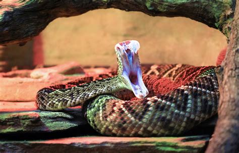 Venomous Snake Bites Are More Likely To Occur In Warmer Weather Earth Com