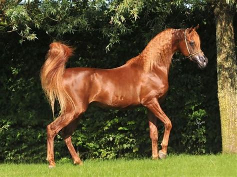 Arabian | Rare horse breeds, Rare horses, Horses