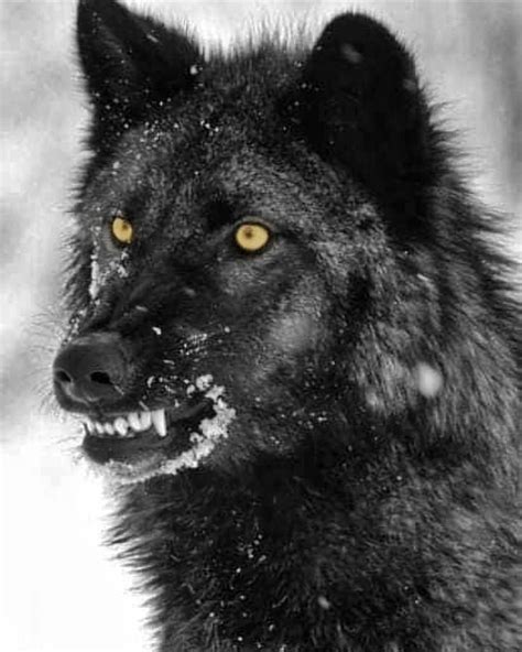 Wolf Spirit🐺 On Instagram Black Alpha ️ Do You Love Wolves 🐺😍