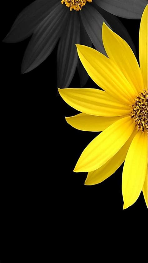 Yellow And Black In 2019 Yellow Flower Wallpaper Best Flower
