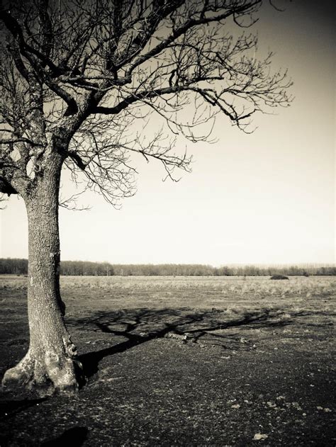 Free Stock Photo Of Lonely Tree Download Free Images And Free