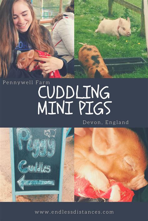 Pennywell Farm Cuddle Mini Pigs In Devon England Mini Pigs