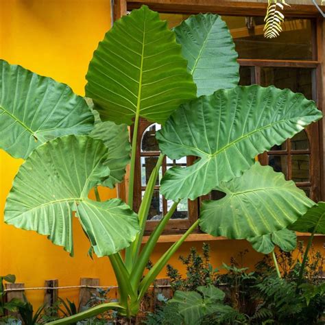 11 Big Leaf Plants Annemariefinley