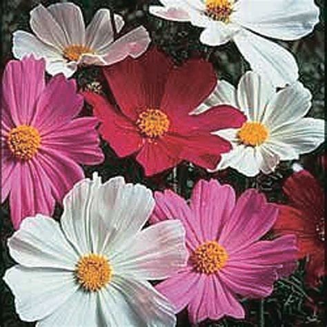 Cosmos Sensation Mix Fryfogel Flowers