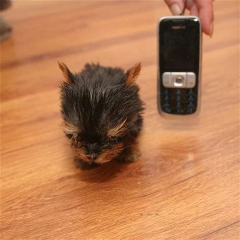 Worlds Smallest Dog In The World Photos All Recommendation