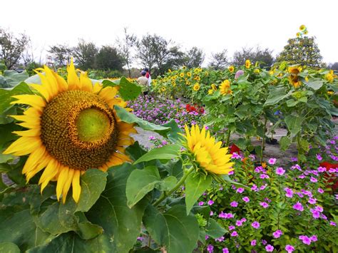 Bunga matahari sangat cantik, kembang di waktu pagi, daunnya hijau bunganya kuning, memikat janji bunga matahari 2019 version original song: Gambar Gradasi Warna Bunga Matahari - Koleksi Gambar Bunga