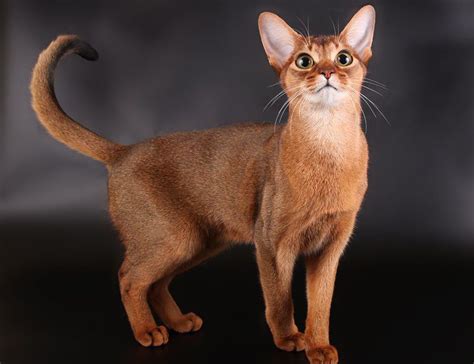 Southern usa $700 & up. Abyssinian cat price & cost range. Abyssinian kittens for ...