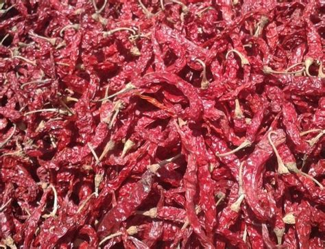 Indian Dry Red Chilli 10 Kg At Rs 300kg In Hubballi Id 23183061833