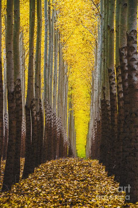 Autumn Trees Photograph By Vishwanath Bhat Fine Art America