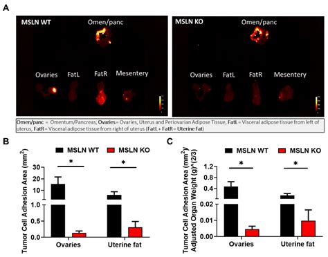 Ijms Free Full Text Host Mesothelin Expression Increases Ovarian
