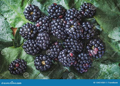 Blackberries Group On Fresh Leafs Top View Stock Image Image Of